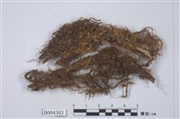 藏品(雙齒挺葉蘚)的圖片